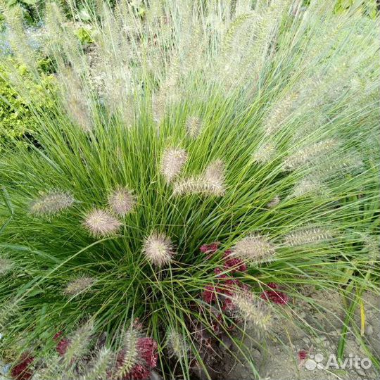 Пенисеттум