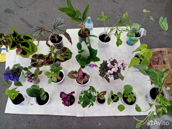 Домашние растения