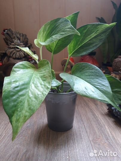 Эпипремнумы вариегатные Marble Queen, Hang,N'Joy