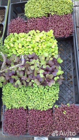 Микрозелень