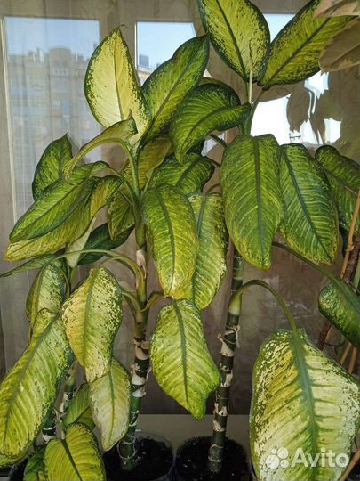 Диффенбахия