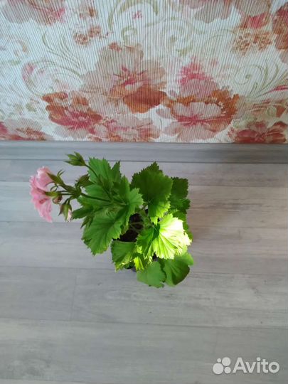 Пеларгония королевская