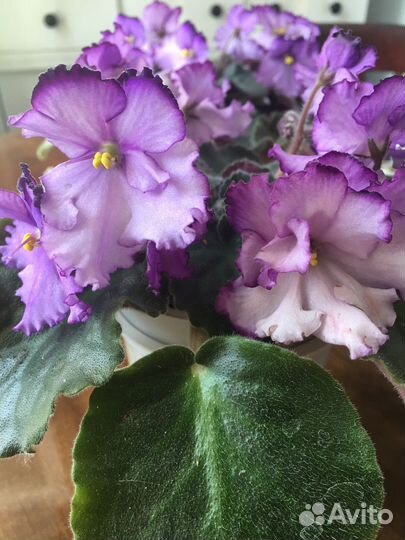 Цветущие фиалки