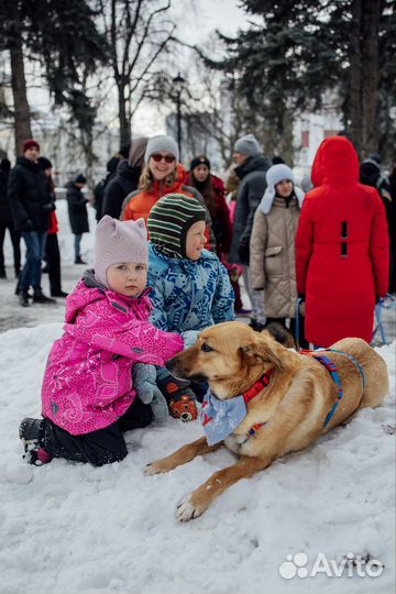 Добрая собака в добрые руки. Щеня