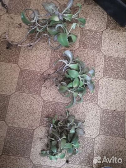 Каланхоэ лечебное