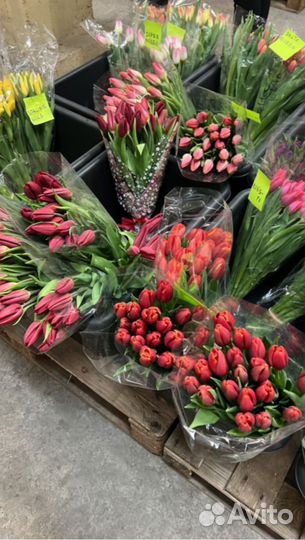 Тюльпаны оптом на 8 марта
