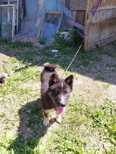 Собаки в добрые руки