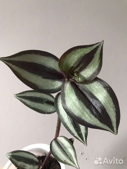 Традесканция