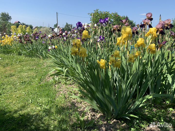 Ирис бородатый