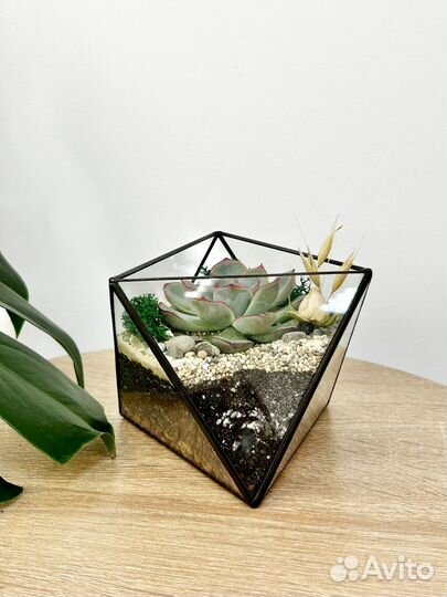 Флорариум с суккулентами