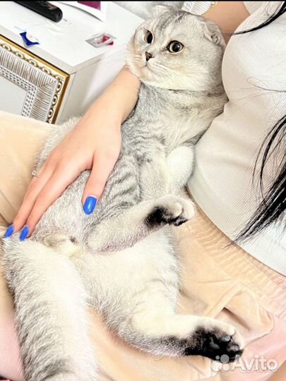 Шотландская вислоухая