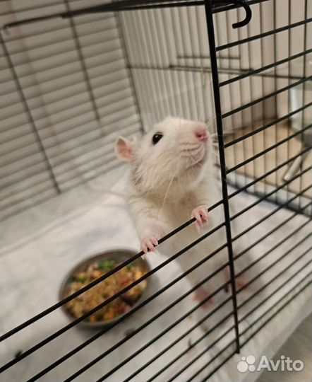Крыса дамбо с клеткой