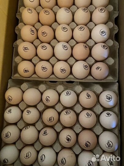 Цыплята бройлеры кобб 500 Чехия