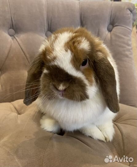 Декоративный вислоухий кролик MiniatureLop