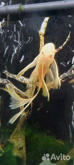 Анциструс L144 вуаль