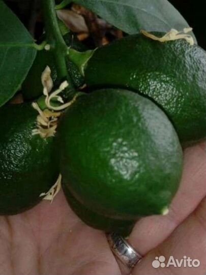 Лимон/лайм,взрослое растение