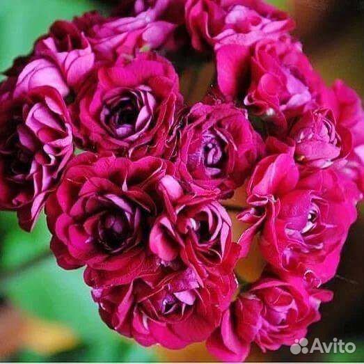 Пеларгония Монсерудс бломен, розебудная