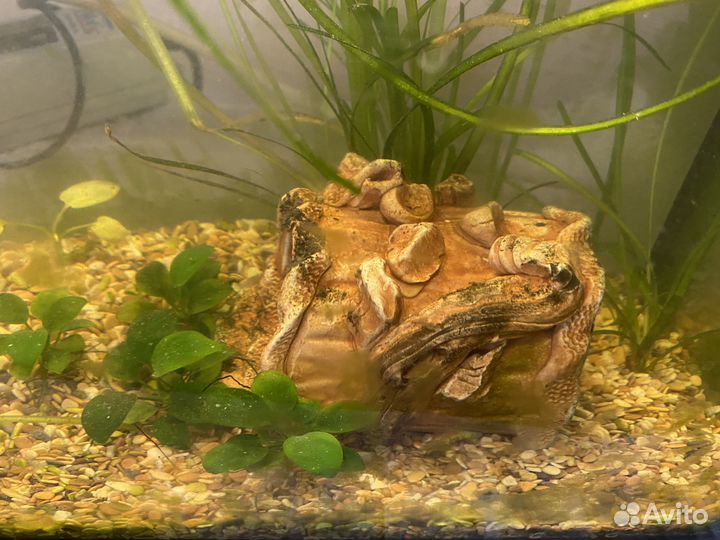 Аквариум 25 л