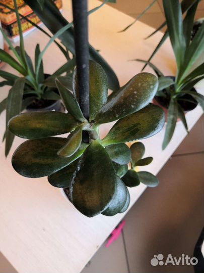 Толстянка или денежное дерево