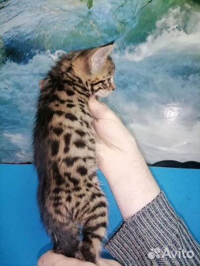 Бенгальская девочка