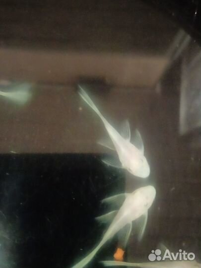 Номерной сом l144 Snow White вуаль,046