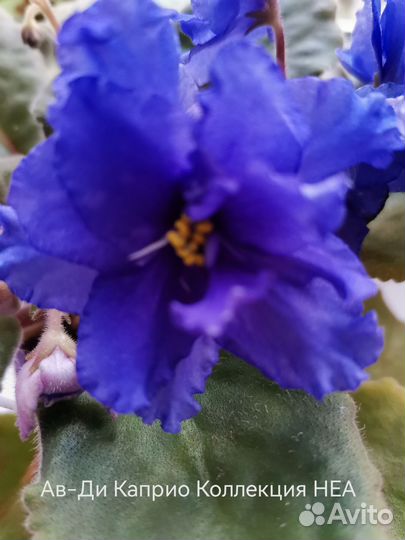 Сортовые фиалки