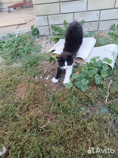 Котята в добрые руки мальчики