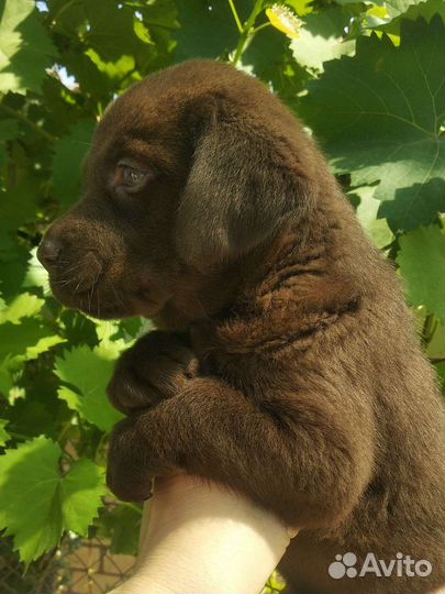 Щенки лабрадора