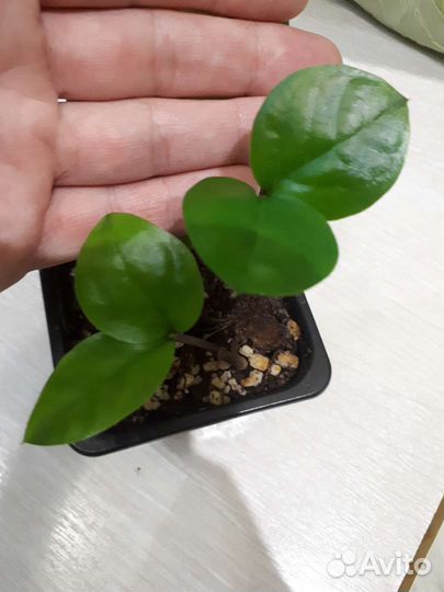 Замиокулькас (долларовое дерево)