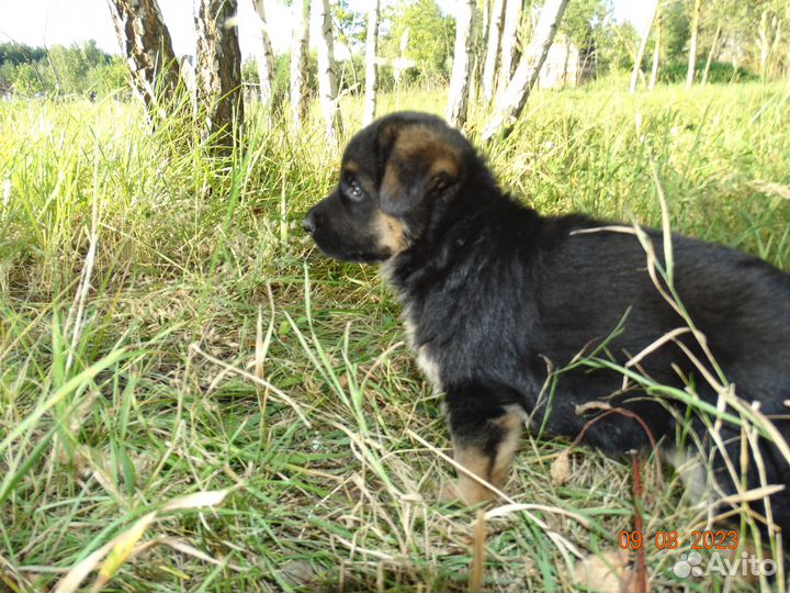 Шикарные Щенки немецкой овчарки