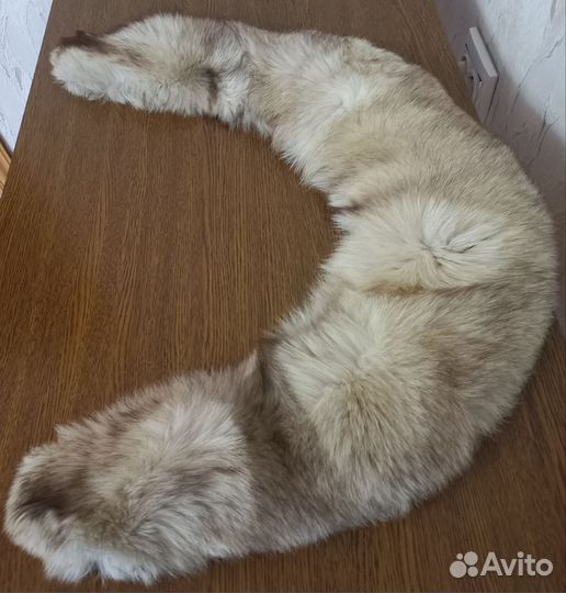 Гаржетка, песец