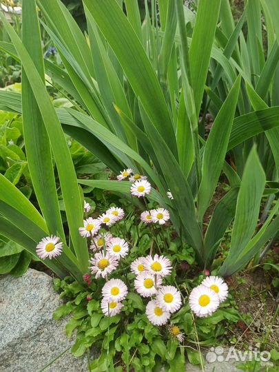 Рассада, саженцы многолетников