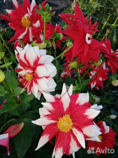 Георгины низкорослые