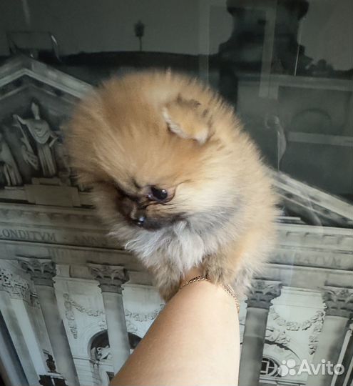 Микро - счастье в доме