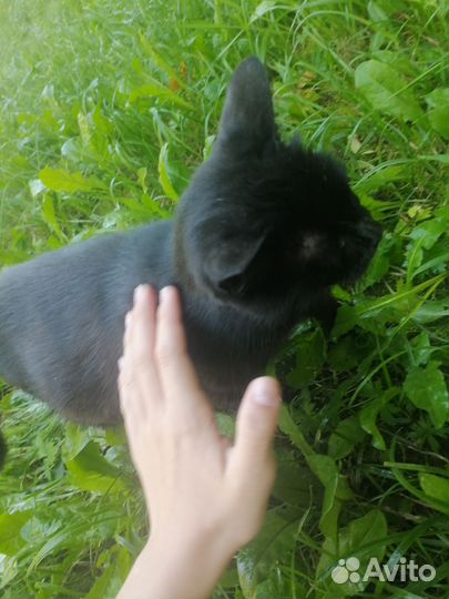 Беременная кошка