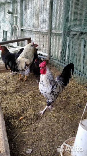 Петухи молодые