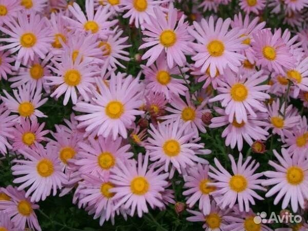 Саженцы хризантемы розовой и голубой
