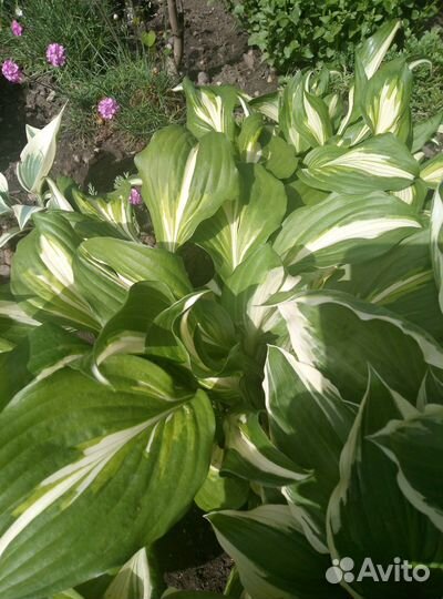 Хоста растение