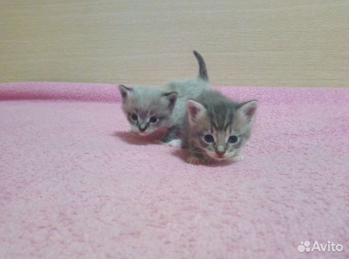 Котята пушистики в добрые руки