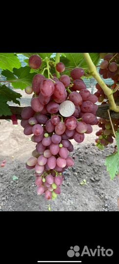 Саженцы и черенки винограда