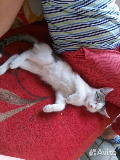 Котенок в добрые руки