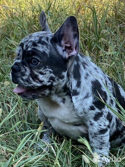 Цветные щенки Французского бульдога