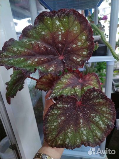 Бегонии декоративнолиственные