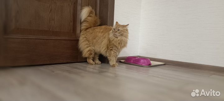 Кошка красотка