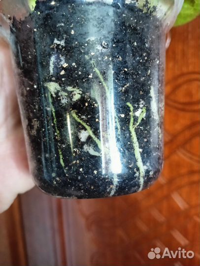 Кротон Экселент