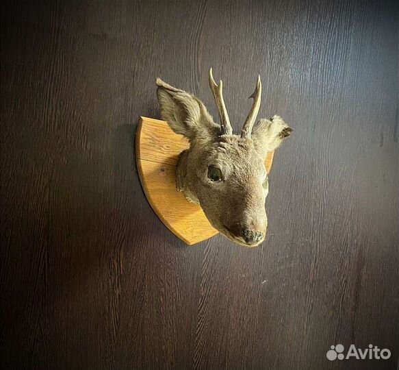 Чучело головы косули