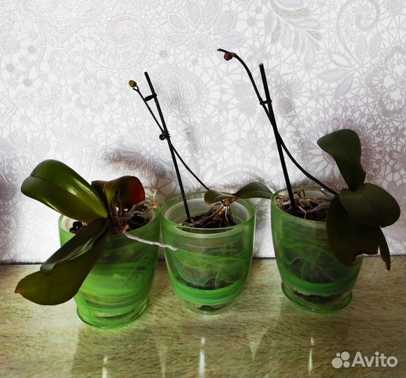 Кашпо стеклянные для орхидей