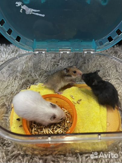 Сирийские хомячки