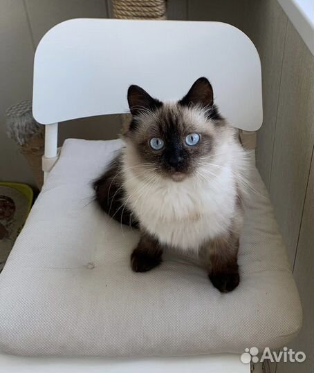 Кошечка Роза ищет дом