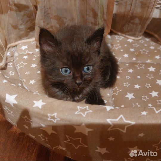 Котята бесплатно